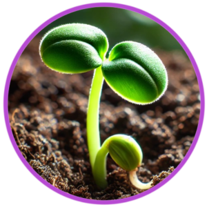 Seedling Icon